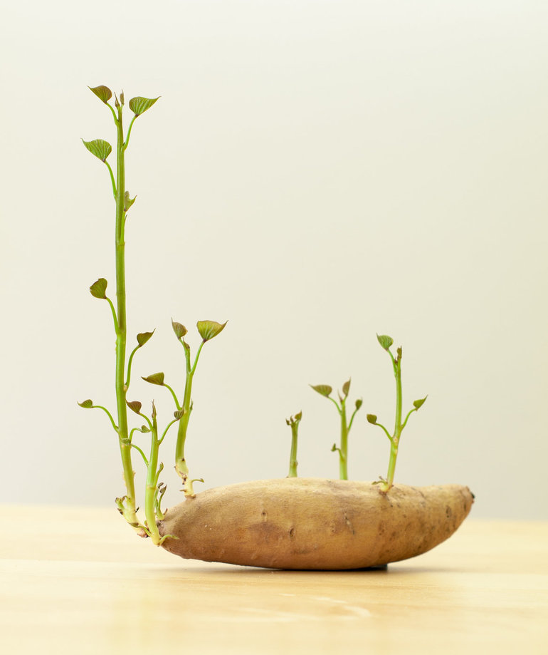Flickr-potato-sprout